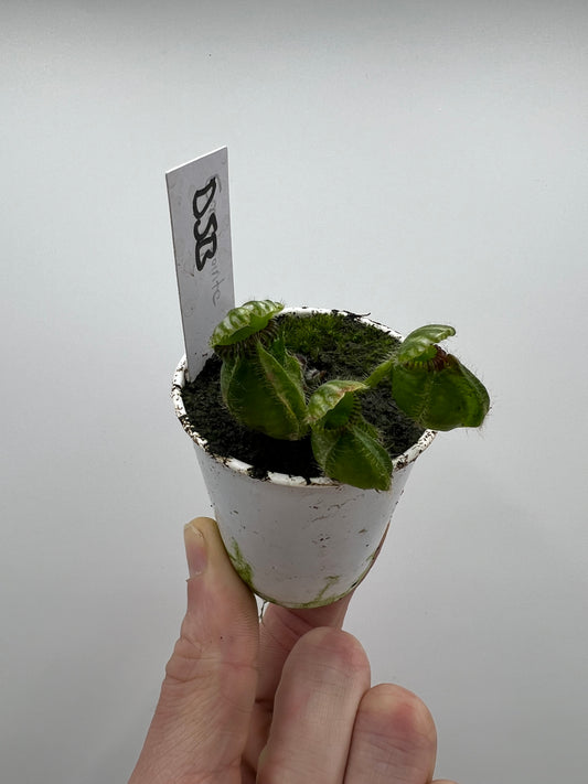 Cephalotus follicularis “David Švarc Black”