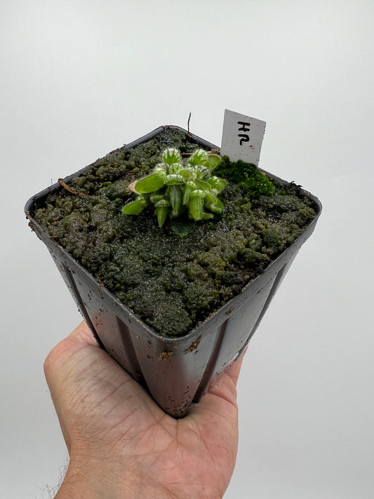 Cephalotus follicularis “Hampshire Red”