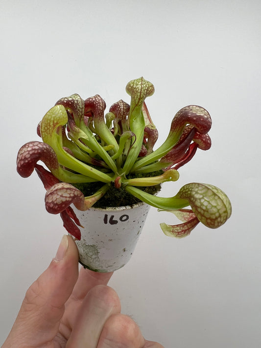 Darlingtonia californica (Cobra Pitcher Plant) - Seed Grown #160