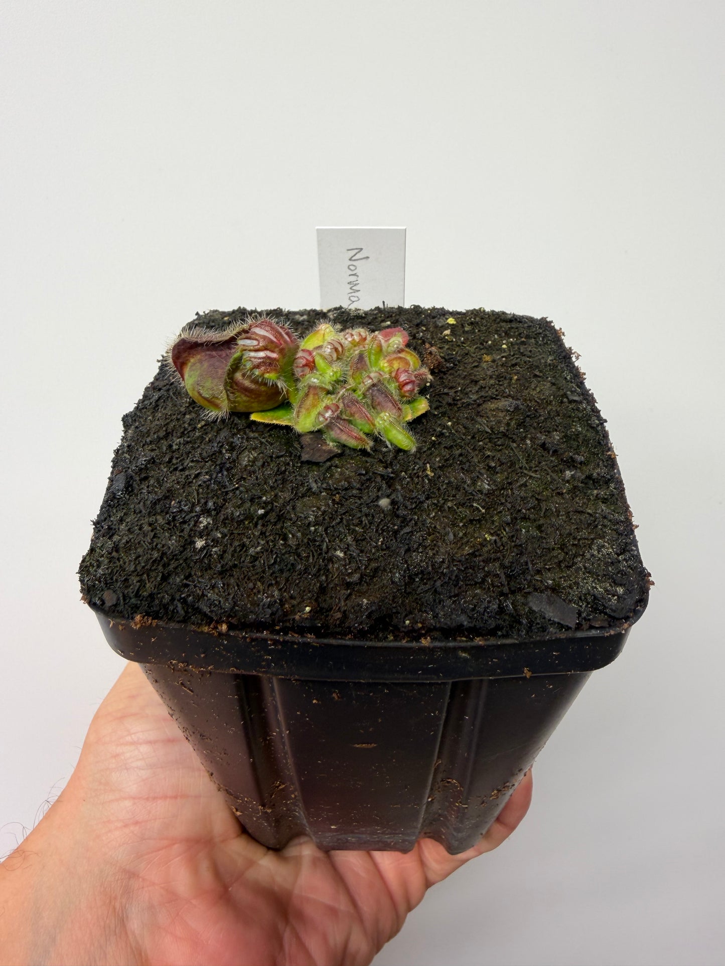 Cephalotus follicularis “Norma”