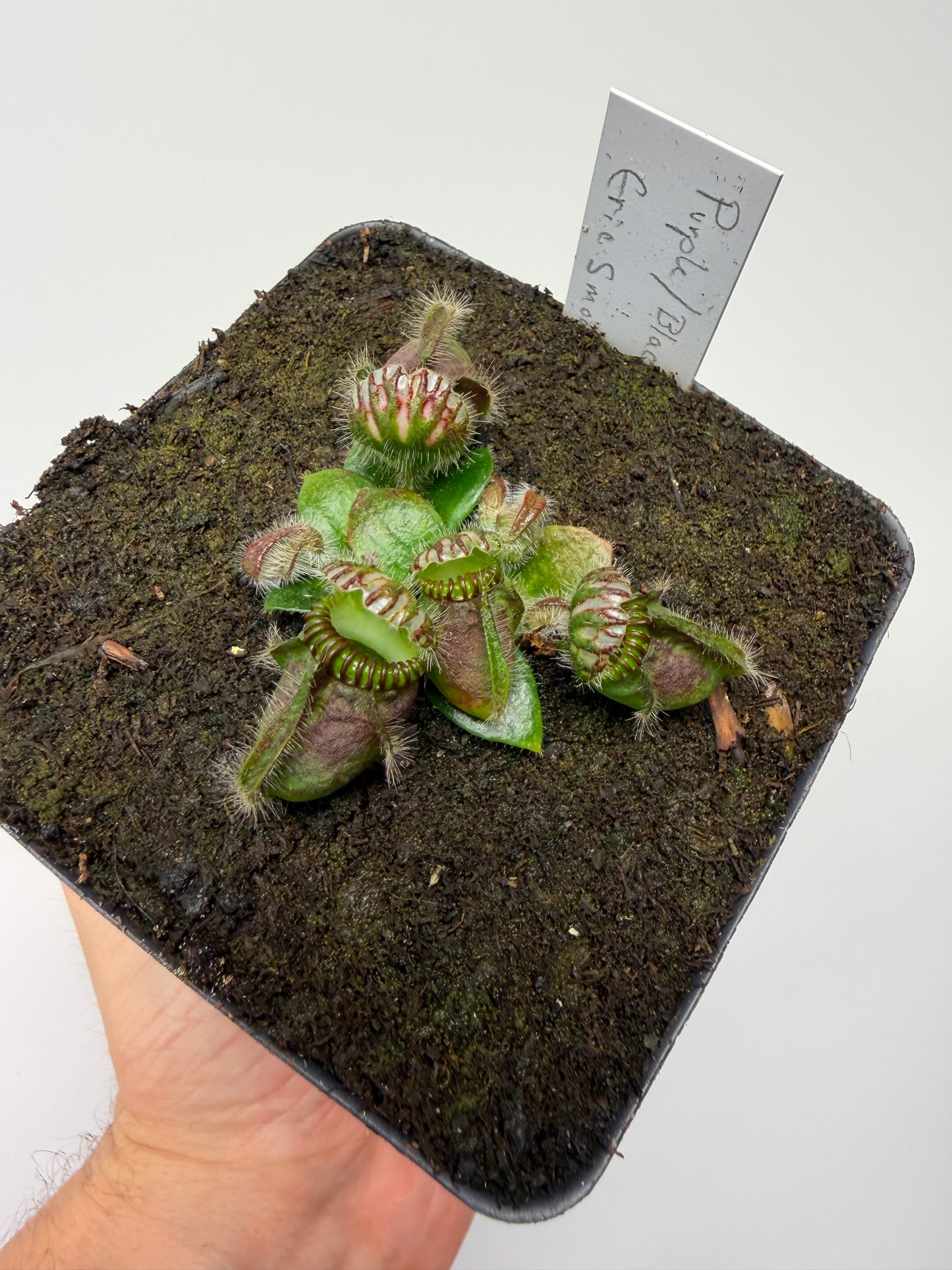 Cephalotus follicularis “Purple/Black” - Eric Smooth