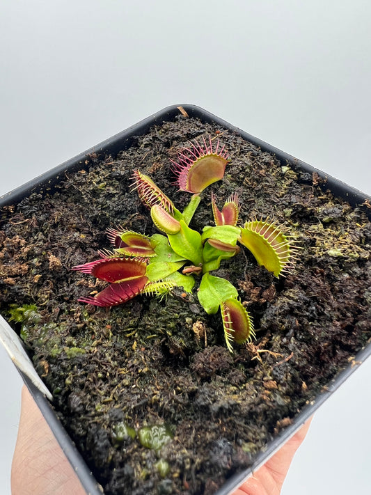 Dionaea muscipula ‘Phalanx’