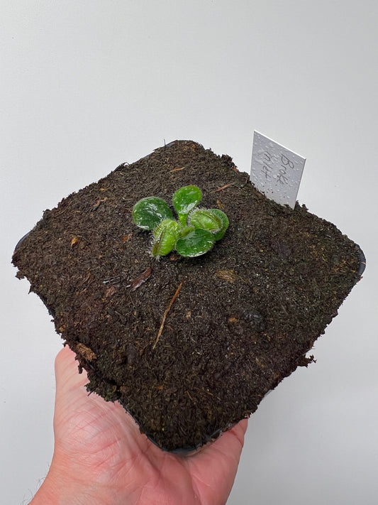 Cephalotus follicularis “Broke Inlet”