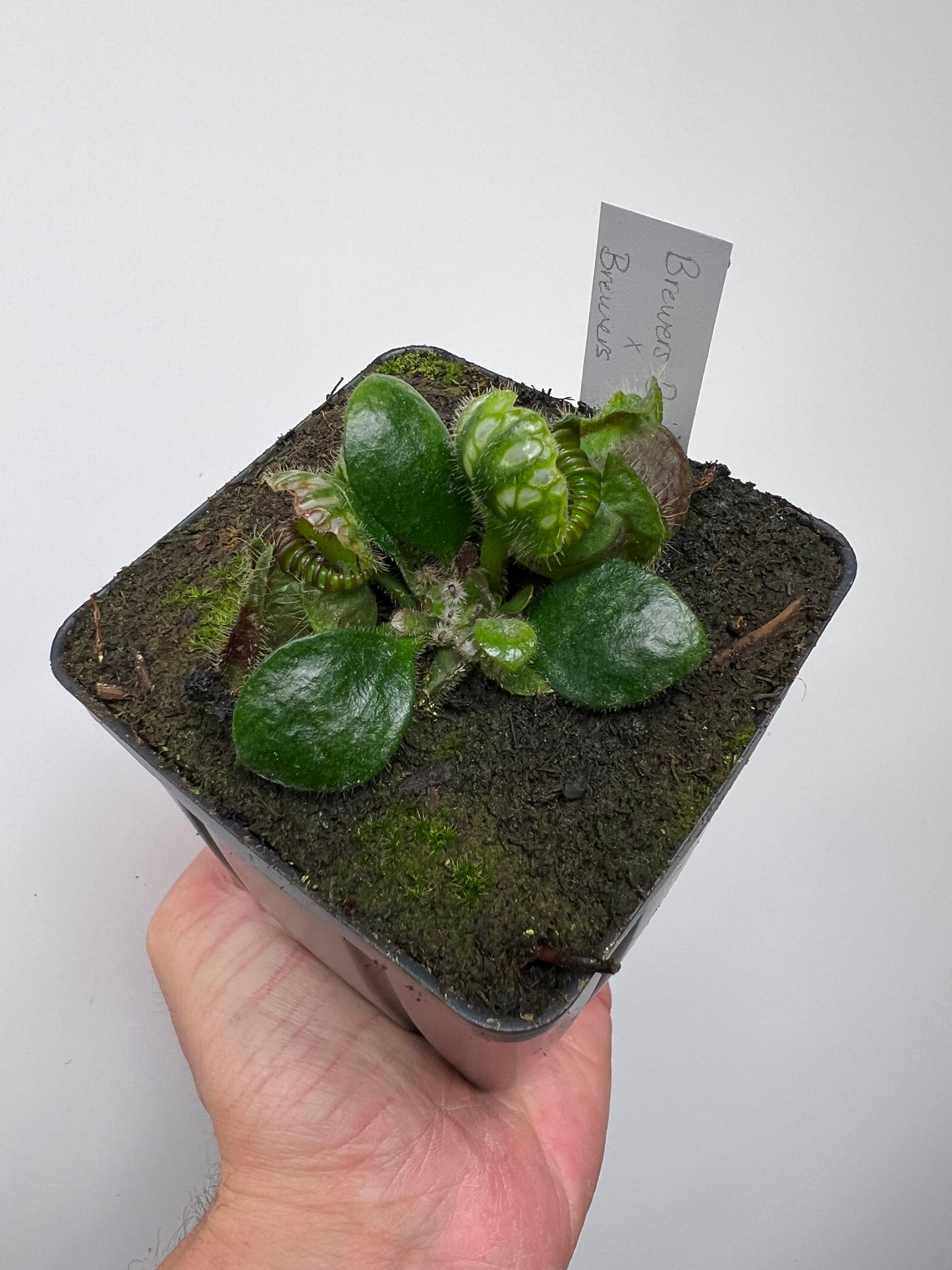 Cephalotus follicularis “Brewers Beauty” x “Brewers”