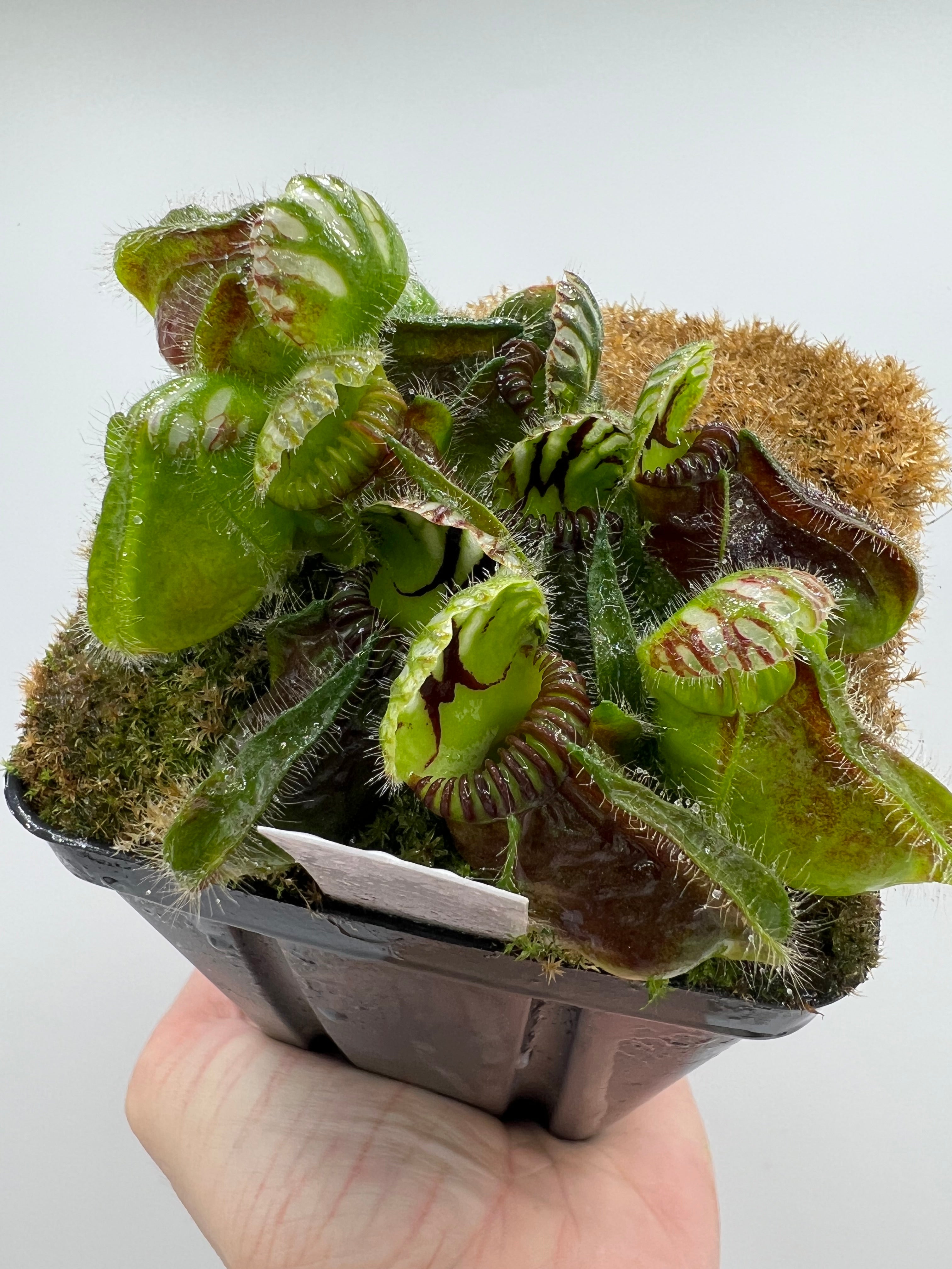 Cephalotus follicularis “Martin Stöckl” – Little Carnivores