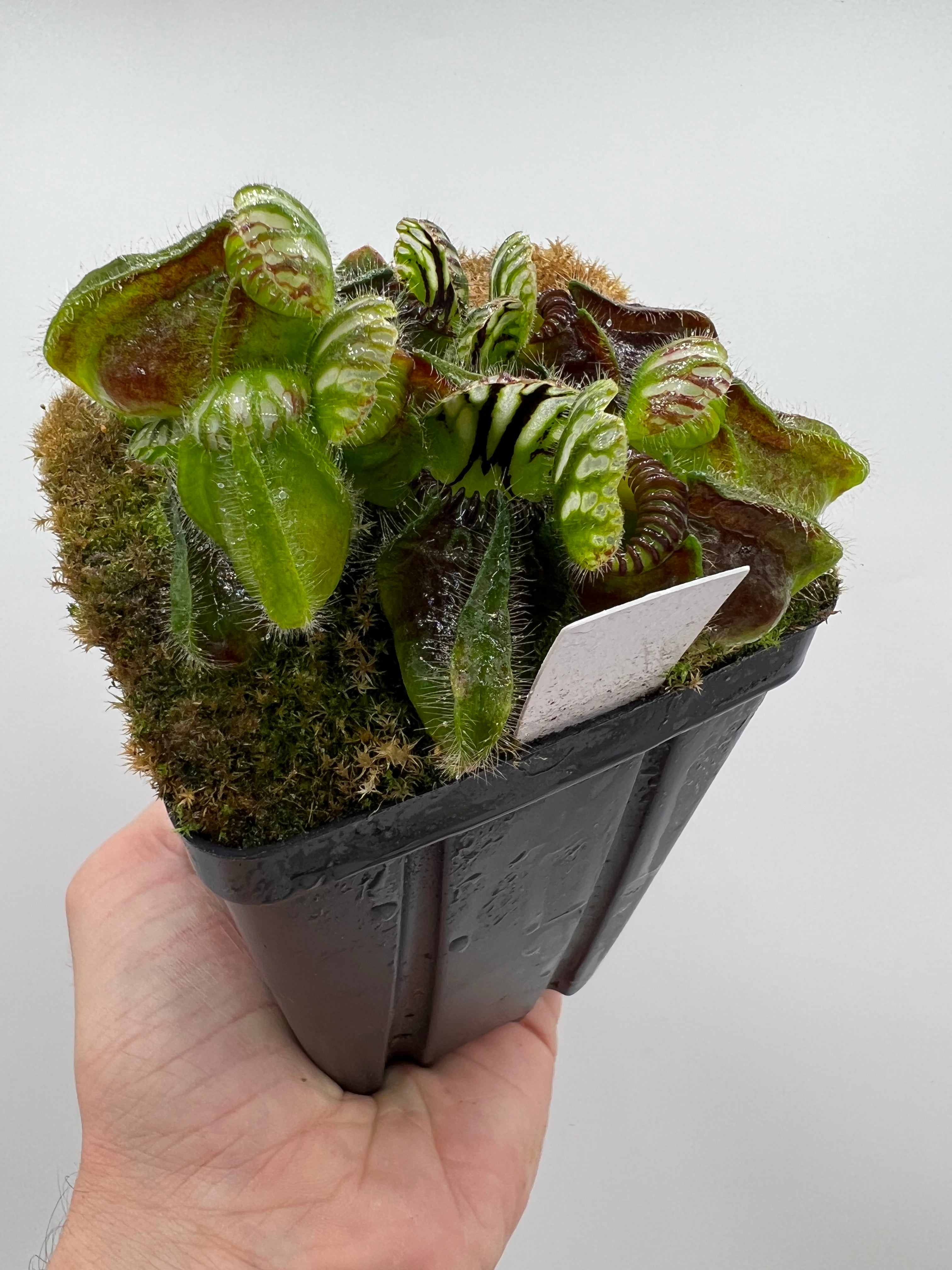 Cephalotus follicularis “Martin Stöckl” – Little Carnivores