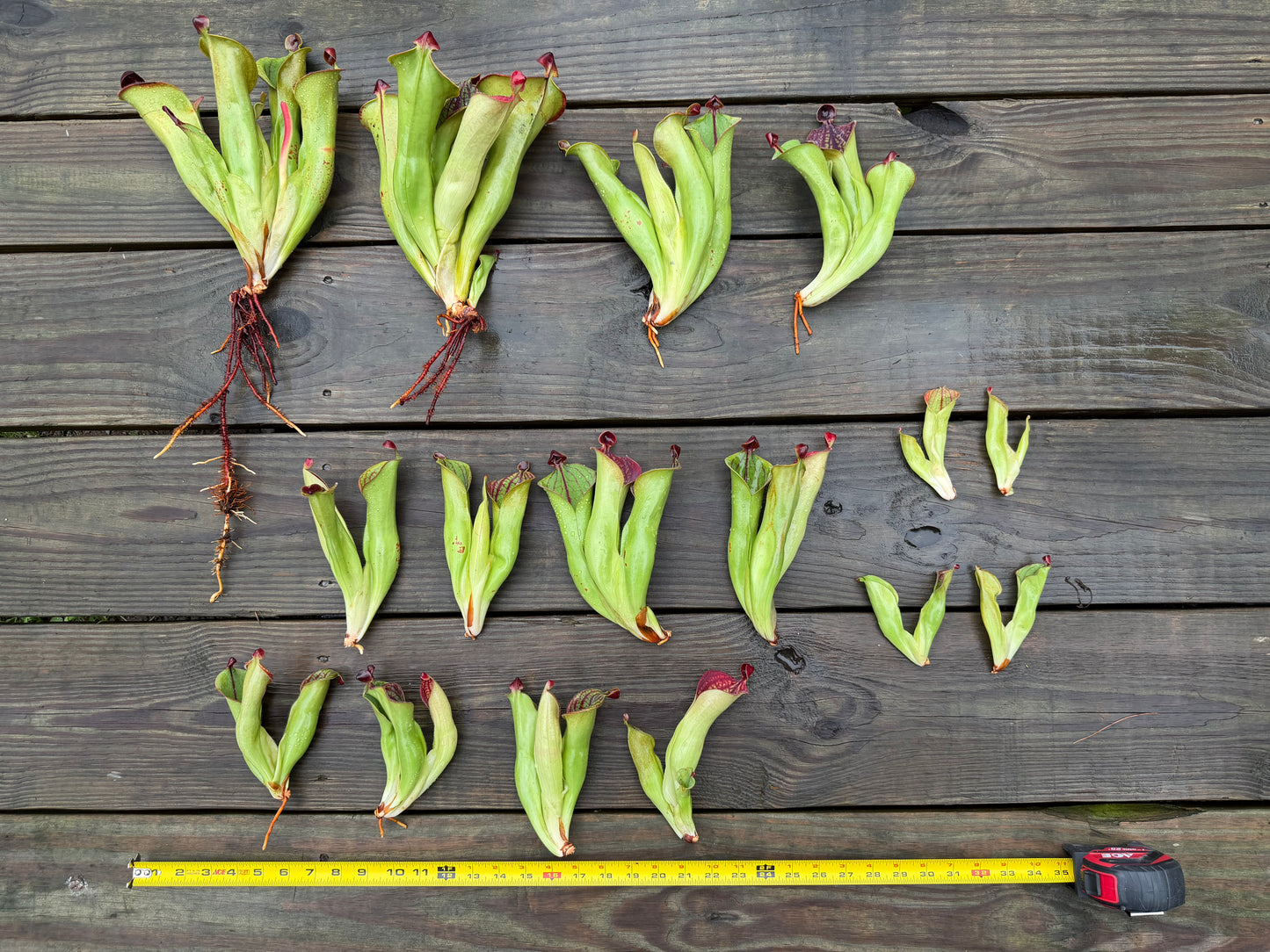 Heliamphora macdonaldae - Fresh Divisions (2026)