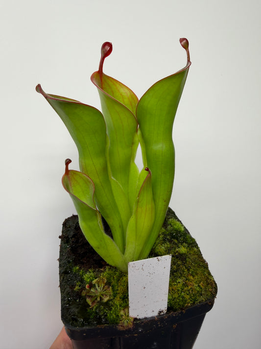 Heliamphora (heterodoxa x minor) x pulchella (Akopan)