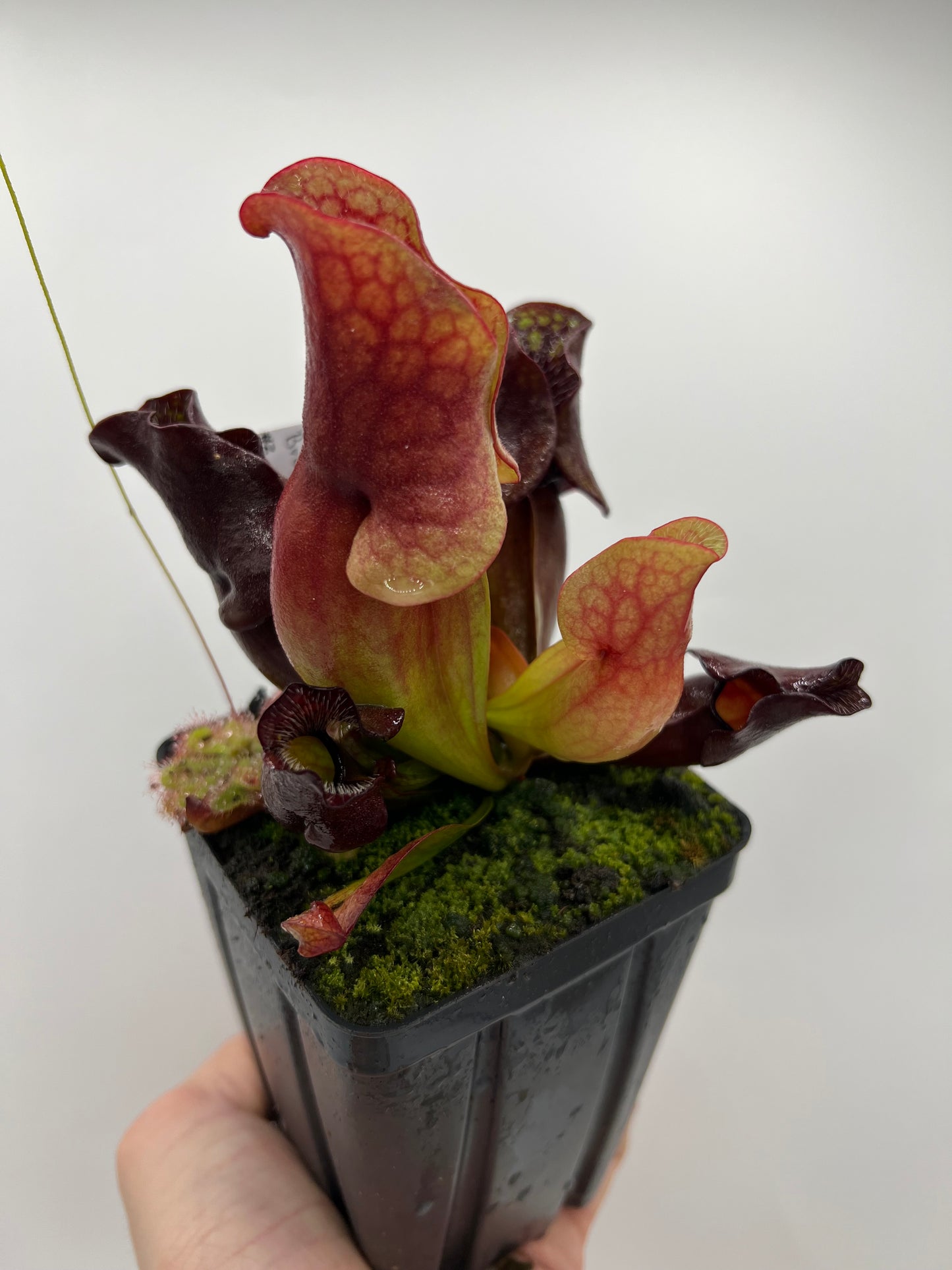 Sarracenia purpurea ssp. venosa (Brunswick Co, NC x Carteret Co, NC)  - Seed Grown #2
