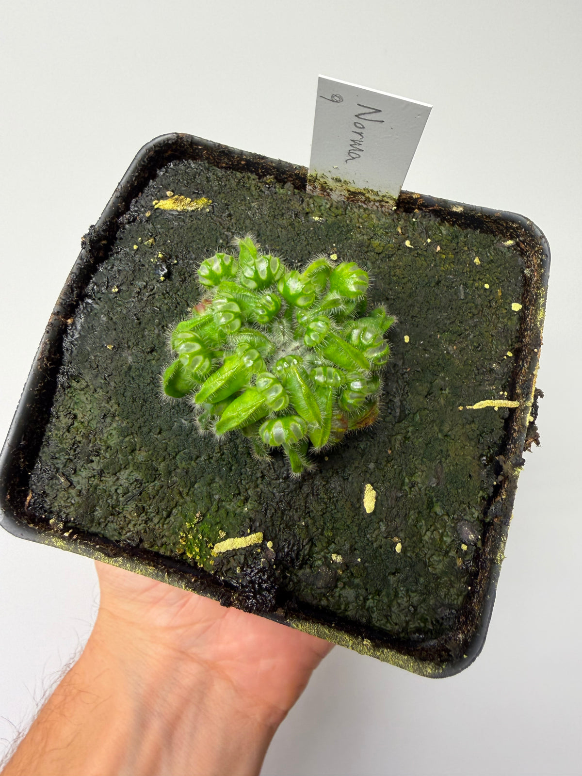 Cephalotus follicularis “Norma” #9