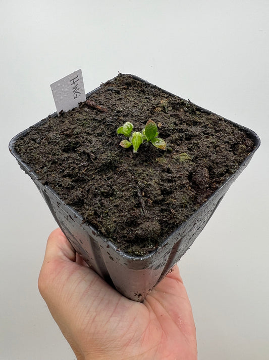 Cephalotus follicularis “Harald Weiner Giant” (aka True Giant)