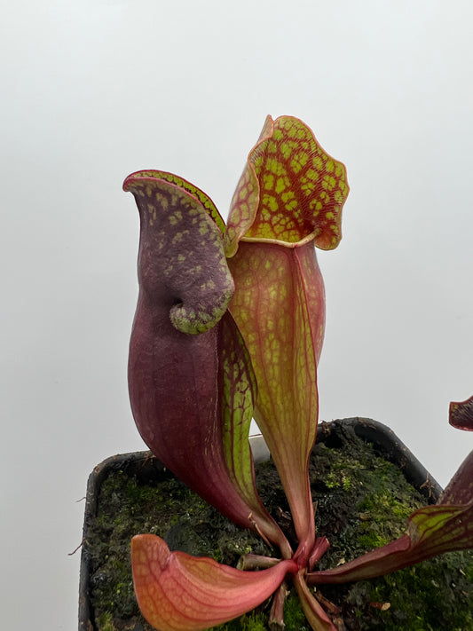 Sarracenia purpurea ssp. purpurea (Pike County, PA) - *New Location* - *Second Release* - Seed Grown