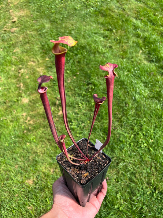 Sarracenia flava var. rubricorpora (N. Liberty Co, FL) x flava var. atropurpurea (Kim Magnusson)