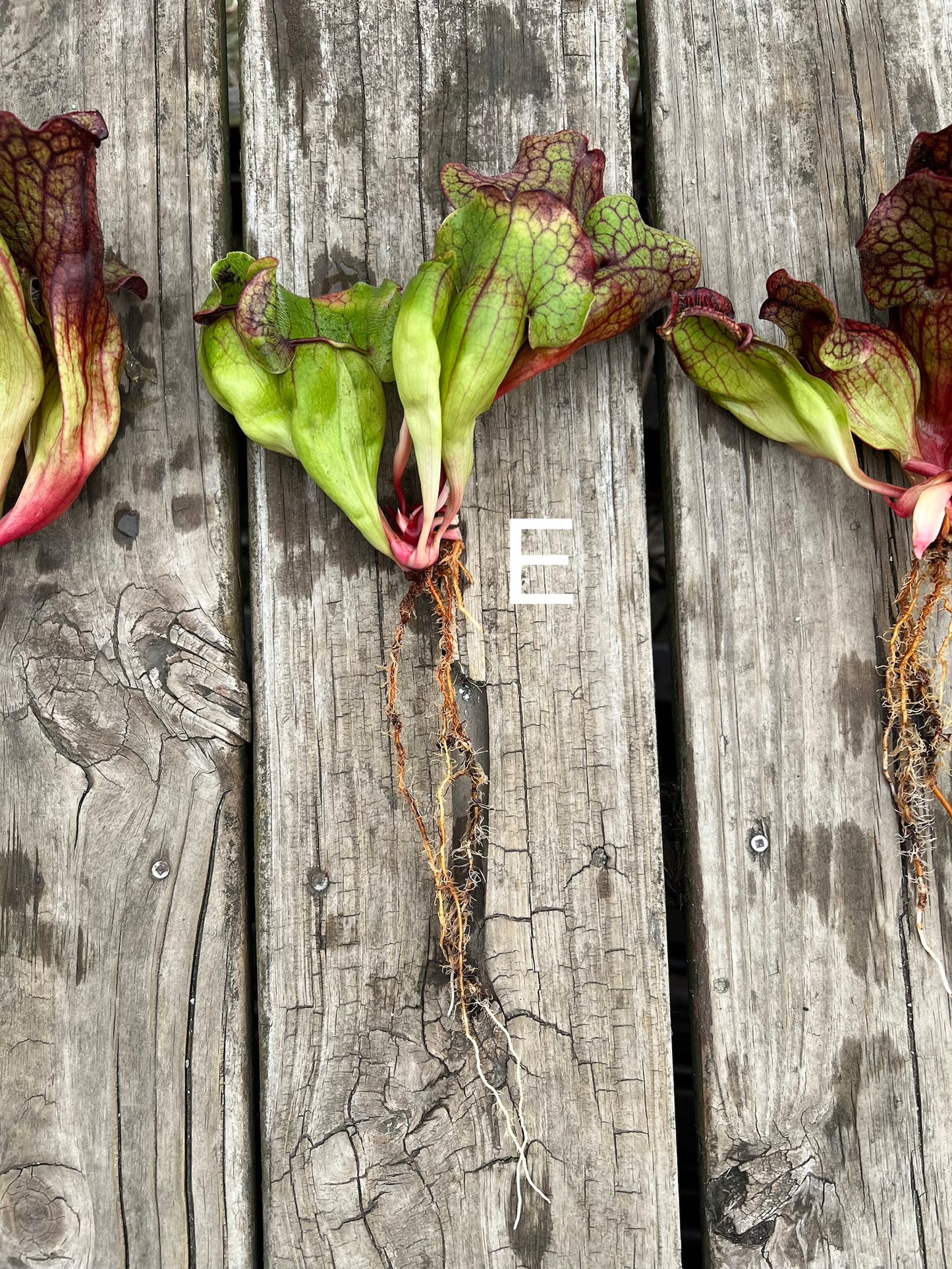 Sarracenia purpurea ssp. venosa (Chesterfield Co, SC) - Fresh Divisions