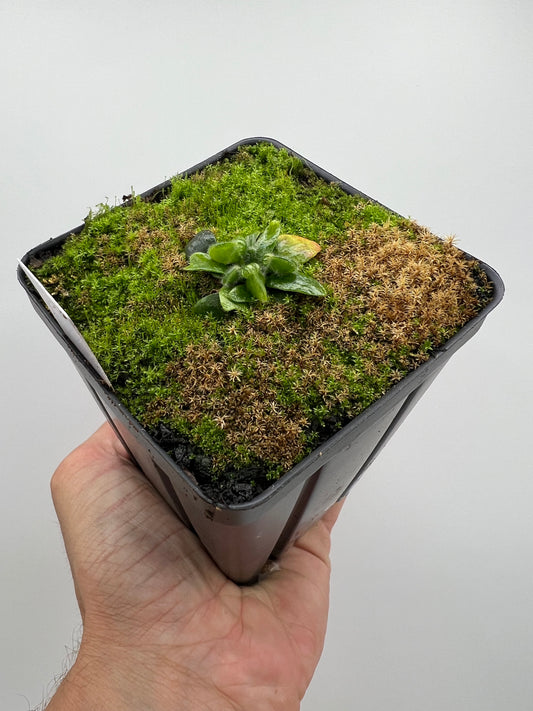 Cephalotus follicularis “Phil Mann” x “Hummers Giant”