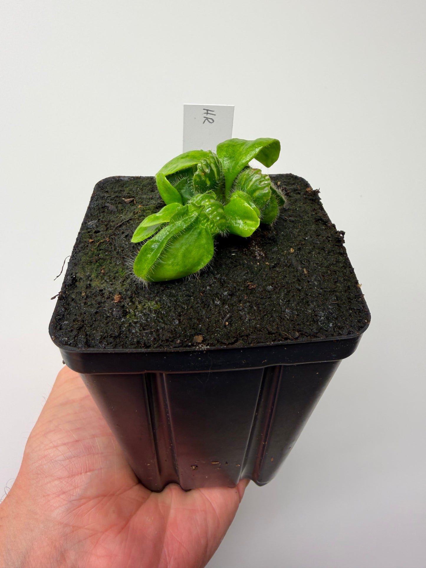 Cephalotus follicularis “Hampshire Red”
