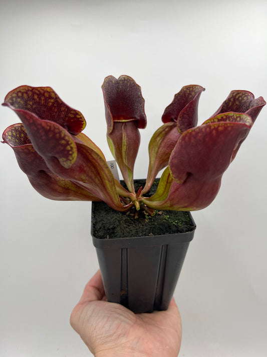 Sarracenia purpurea ssp. purpurea (Centre Co, PA) - Seed Grown #100