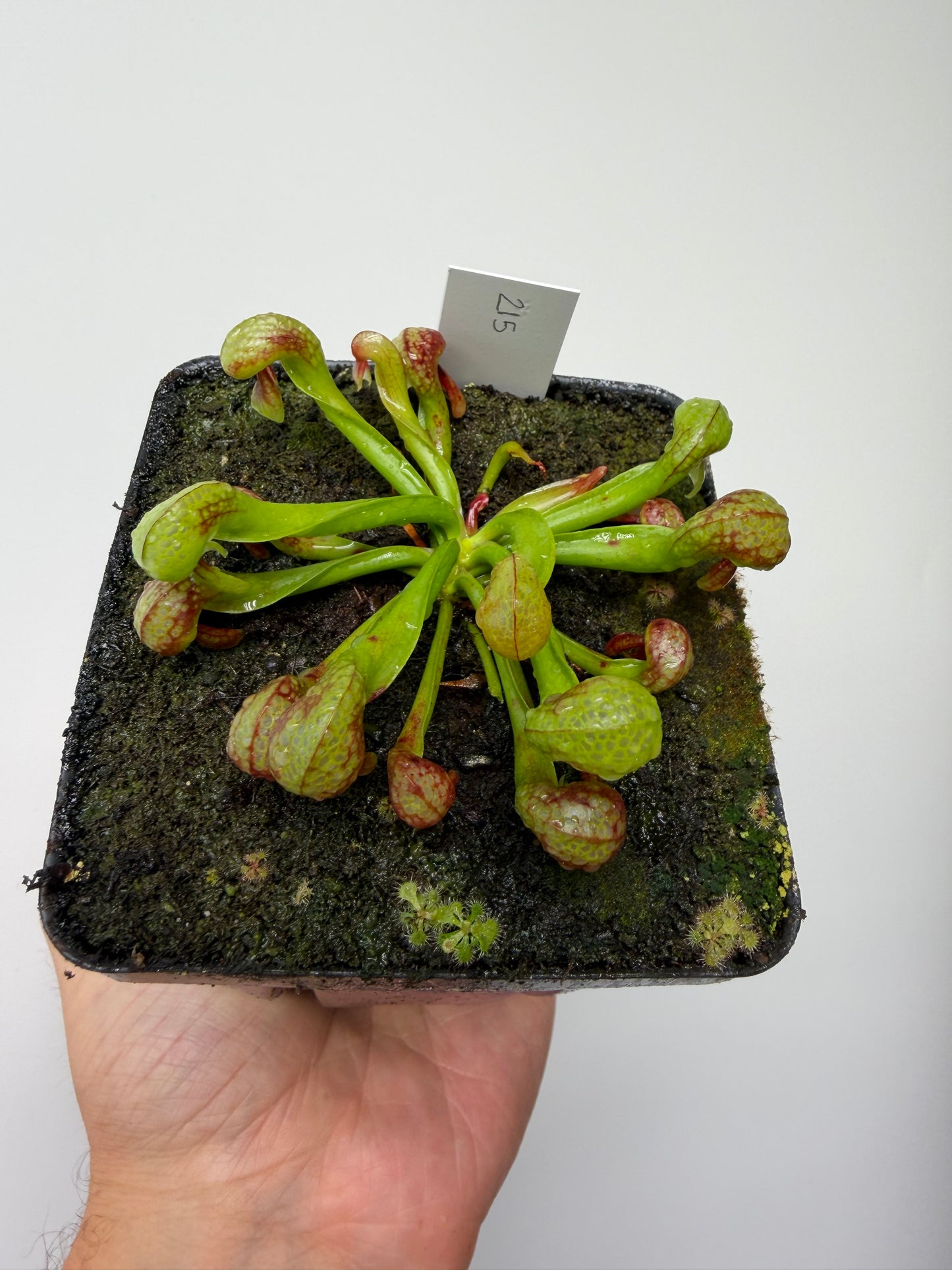 Darlingtonia californica (Cobra Pitcher Plant) - Seed Grown #215