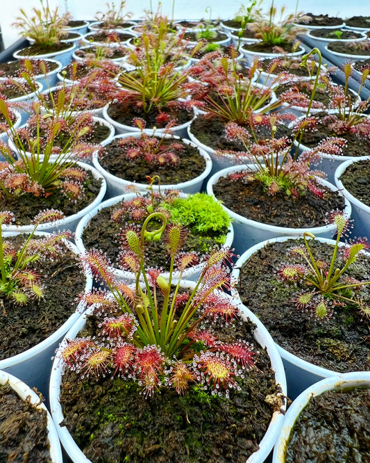 Drosera intermedia - Seed Grown, Potted