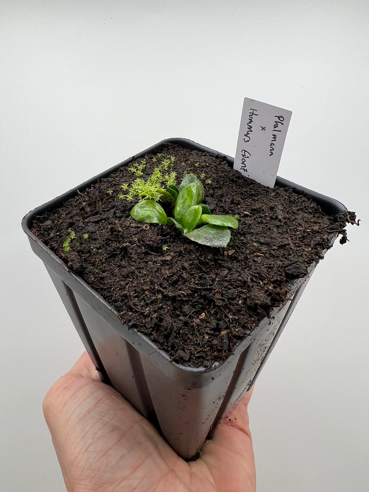 Cephalotus follicularis “Phil Mann” x “Hummers Giant”