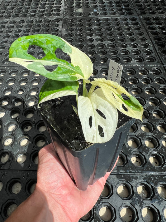 Monstera adansonii “Tricolor” LC