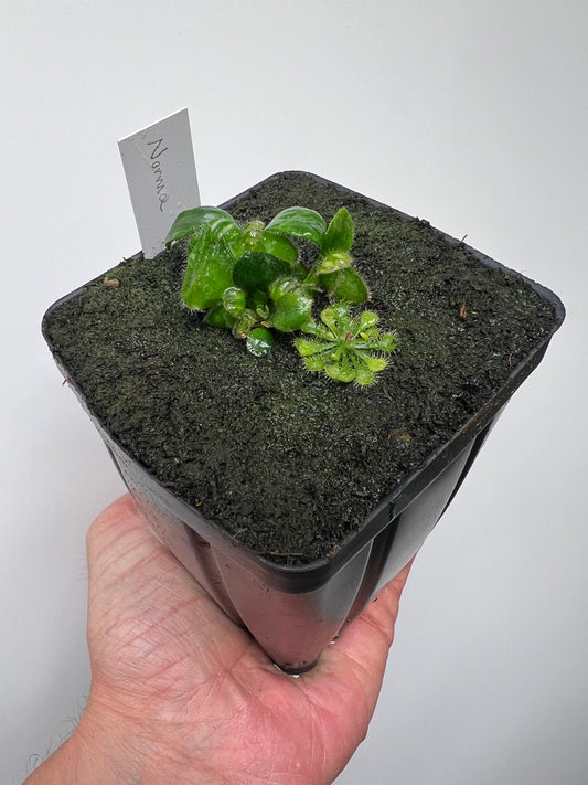 Cephalotus follicularis “Norma”