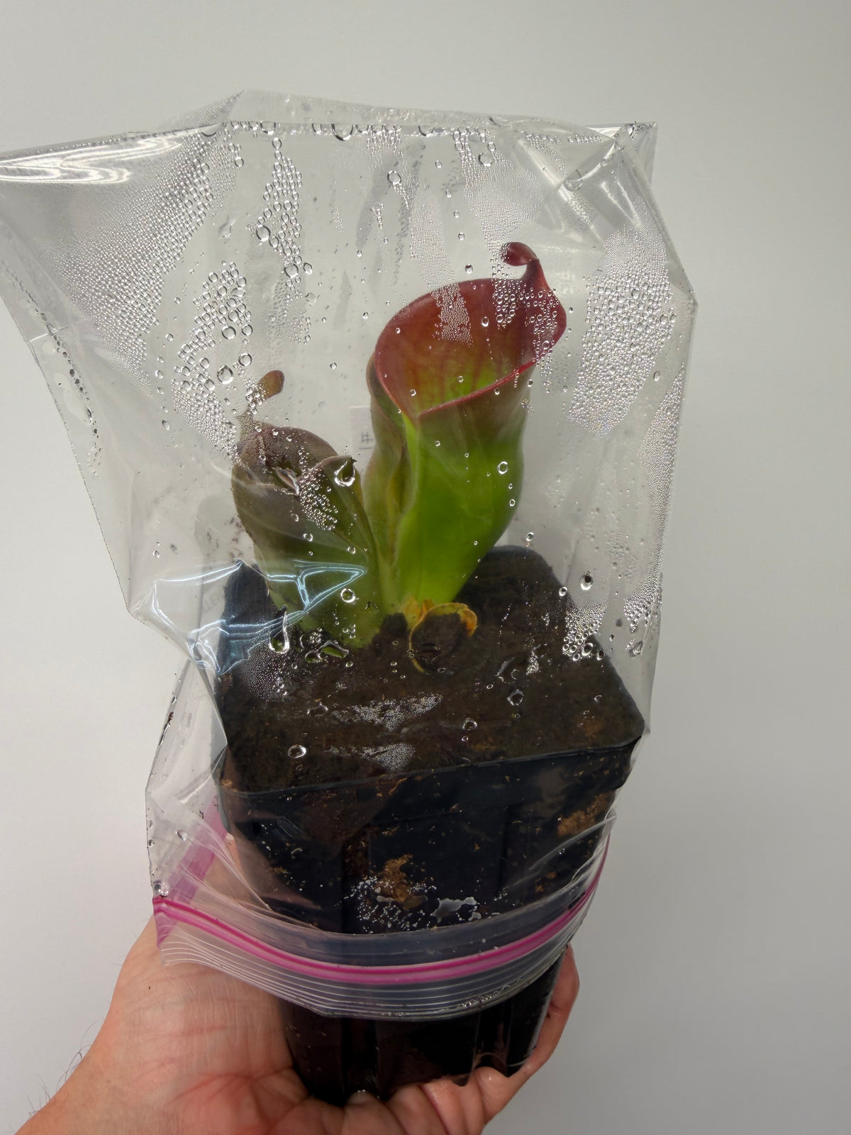 Heliamphora (heterodoxa x minor) x macdonaldae #1 52624 SGLC - Potted Division