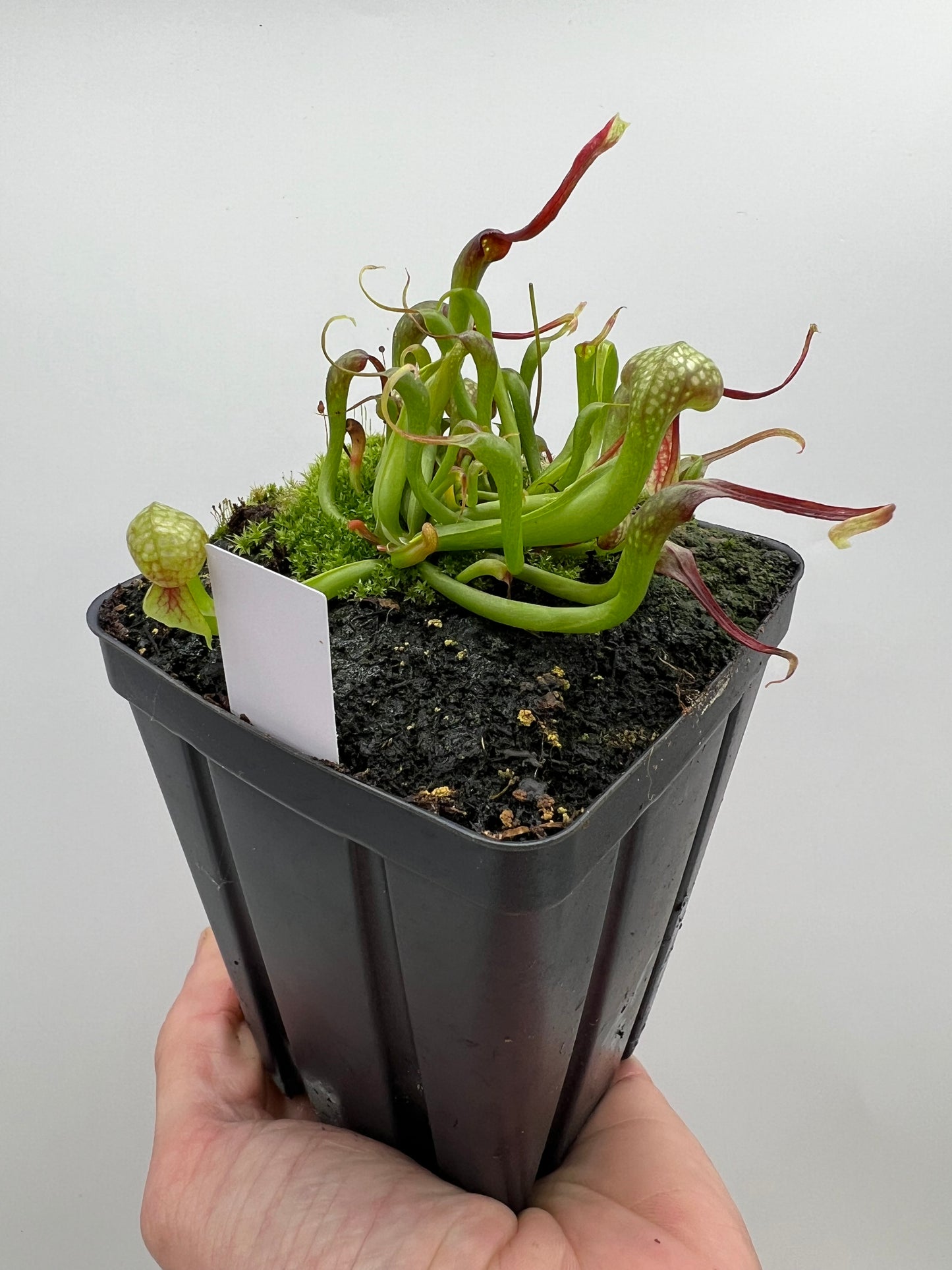 Darlingtonia californica (Cobra Pitcher Plant) - Seed Grown #157