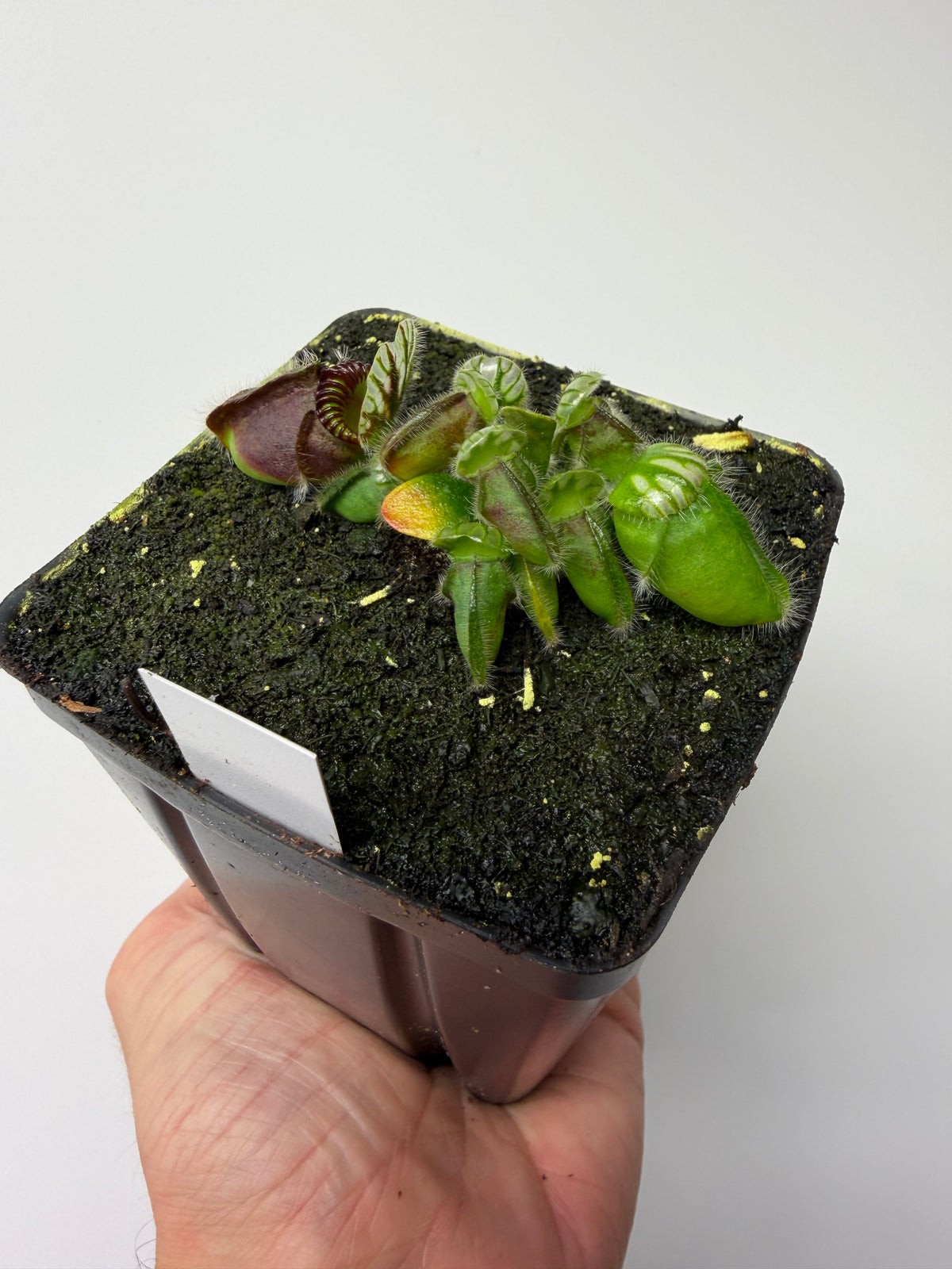 Cephalotus follicularis “Harald Weiner Giant” (aka True Giant) #1 - *Rare*