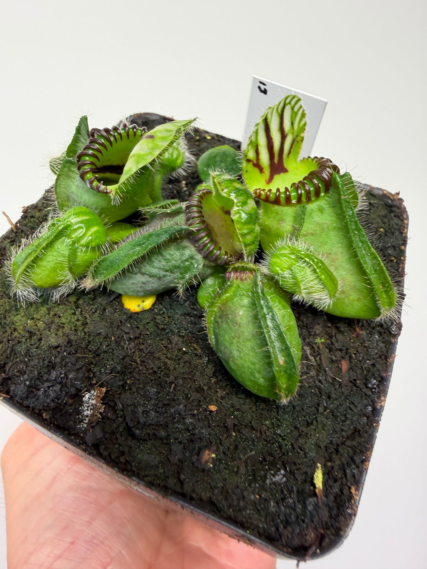 Cephalotus follicularis “Broke Inlet” (13)