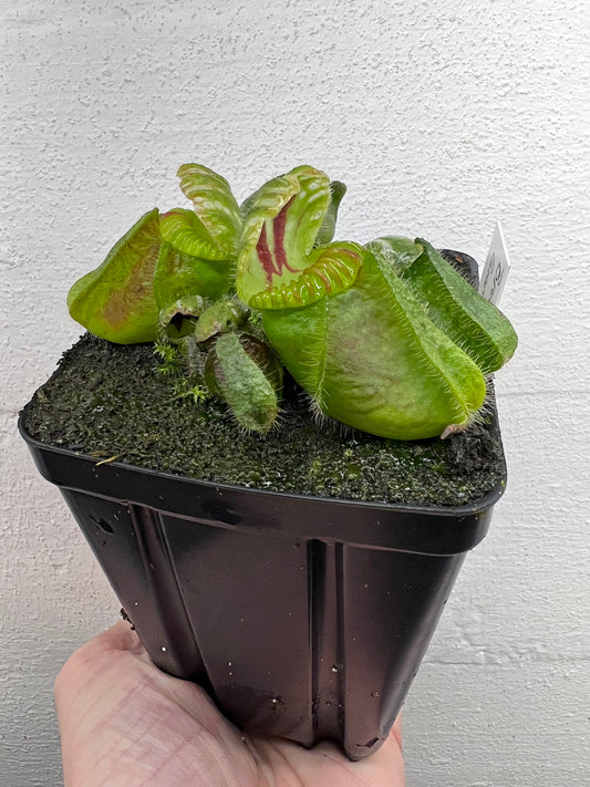 Cephalotus follicularis “Brewers Giant”