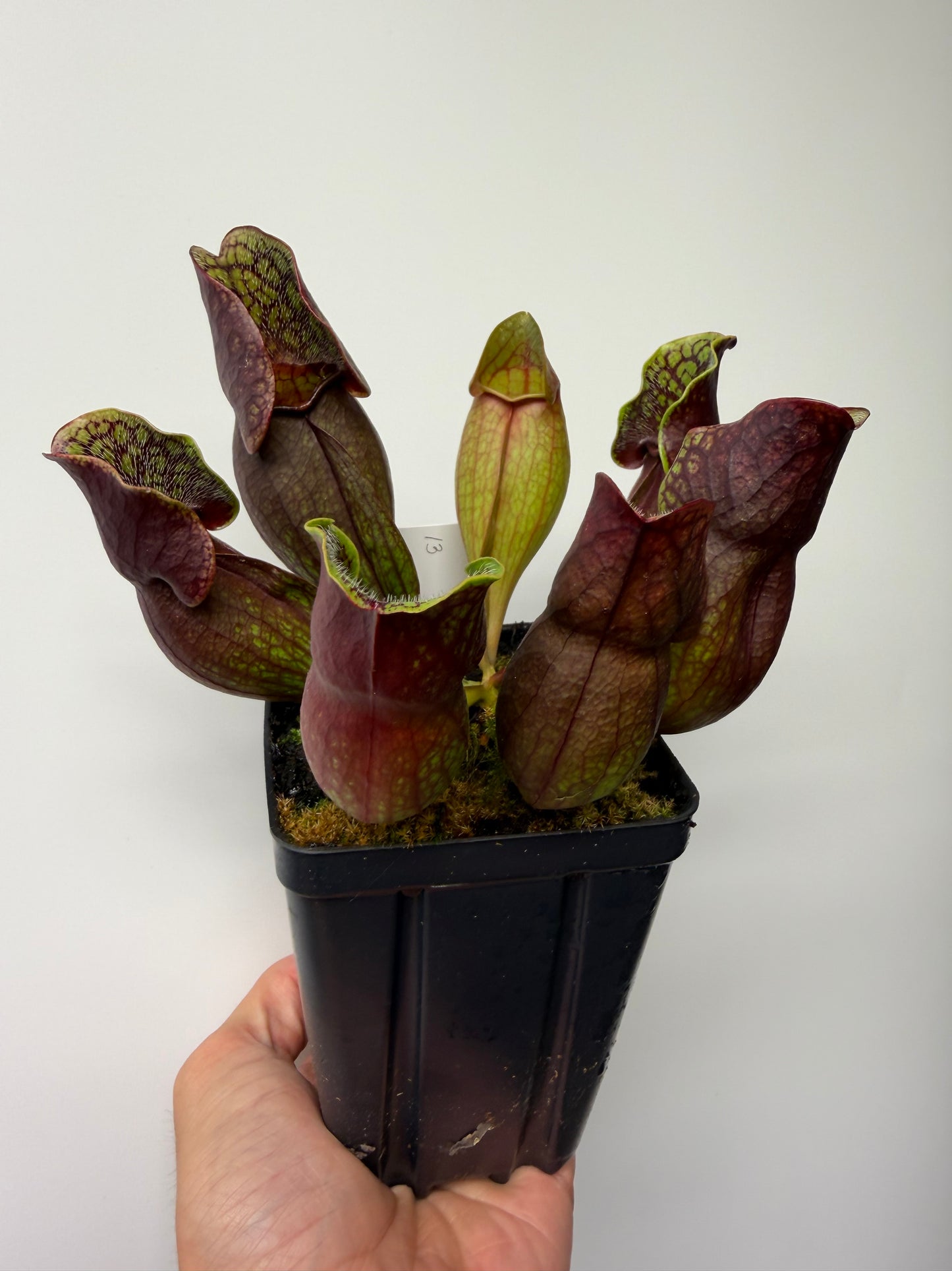 Sarracenia purpurea ssp. purpurea (Pike County, PA) - Seed Grown #13