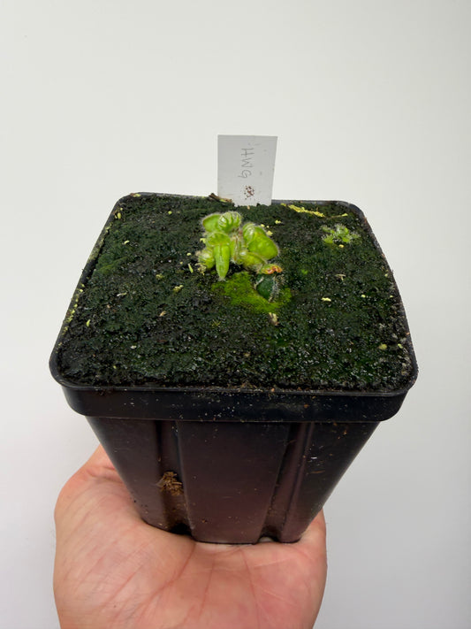 Cephalotus follicularis “Harald Weiner Giant” (aka True Giant) - *Rare*