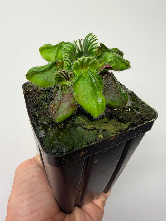 Cephalotus follicularis “Hampshire Red” #3