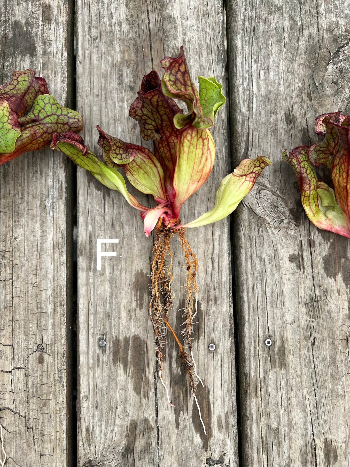 Sarracenia purpurea ssp. venosa (Chesterfield Co, SC) - Fresh Divisions