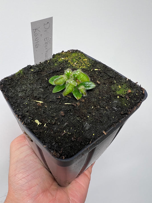 Cephalotus follicularis “Dr. Eberhard König”