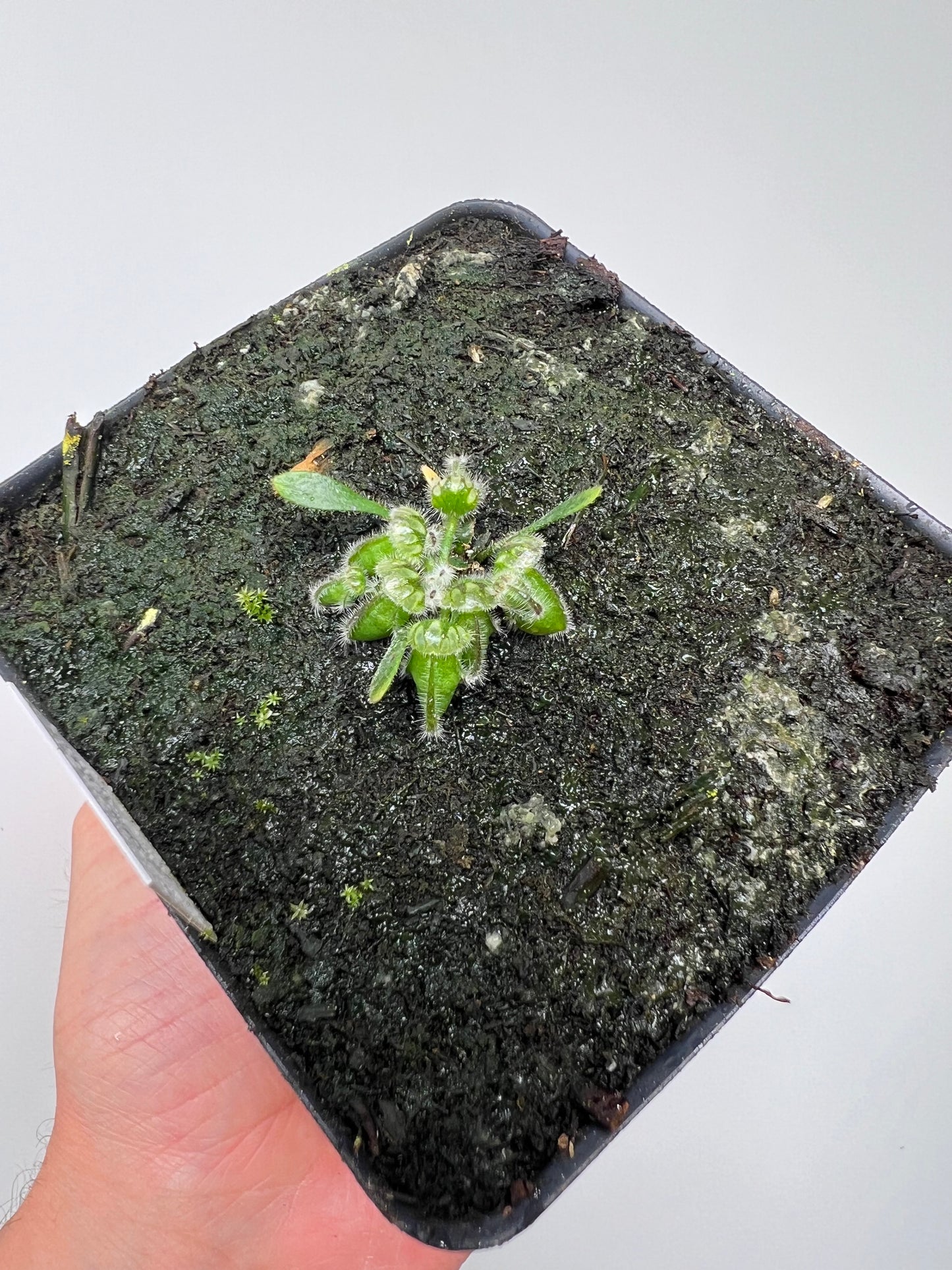 Cephalotus follicularis ‘Eden Black’ - *Rare* (small)