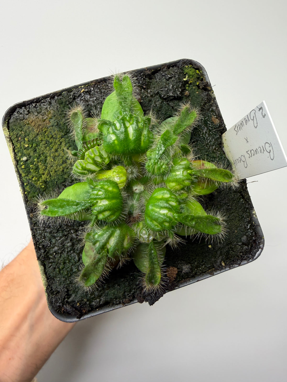Cephalotus follicularis “Brewers Beauty” x “Brewers” #2