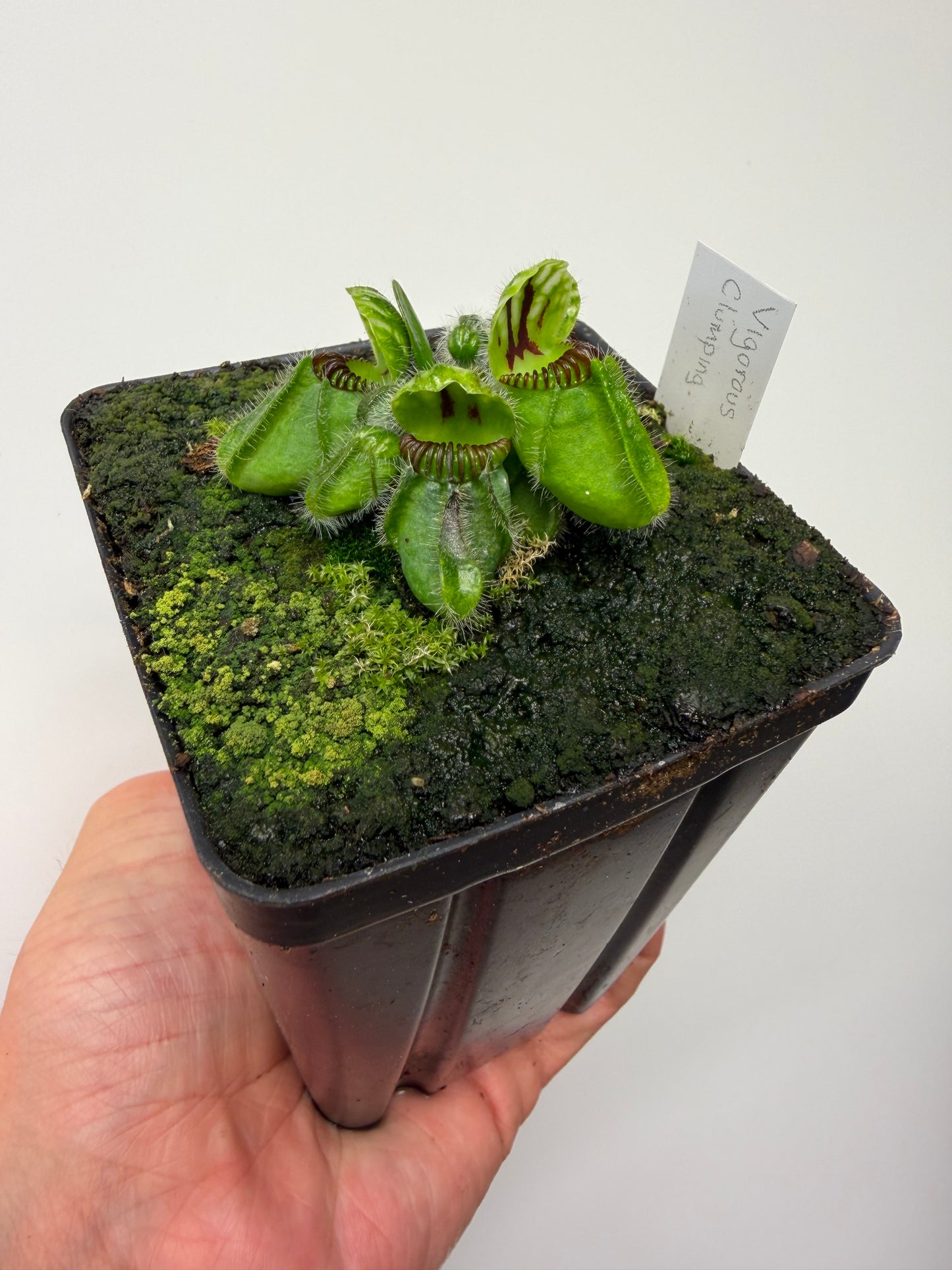 Cephalotus follicularis “Vigorous Clumping” - Stephen Morley
