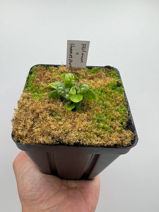 Cephalotus follicularis “Phil Mann” x “Hummers Giant”