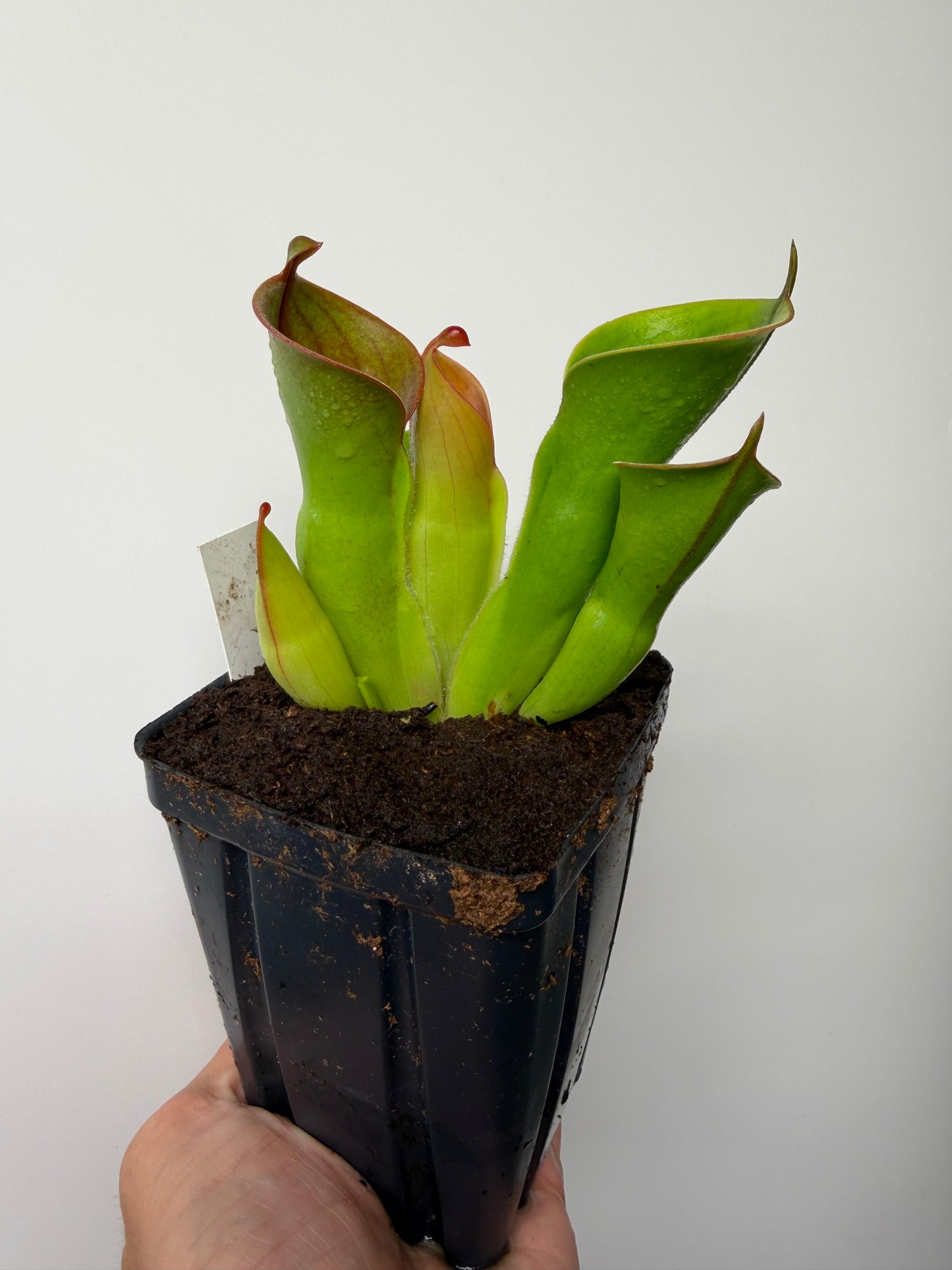 Heliamphora heterodoxa x minor