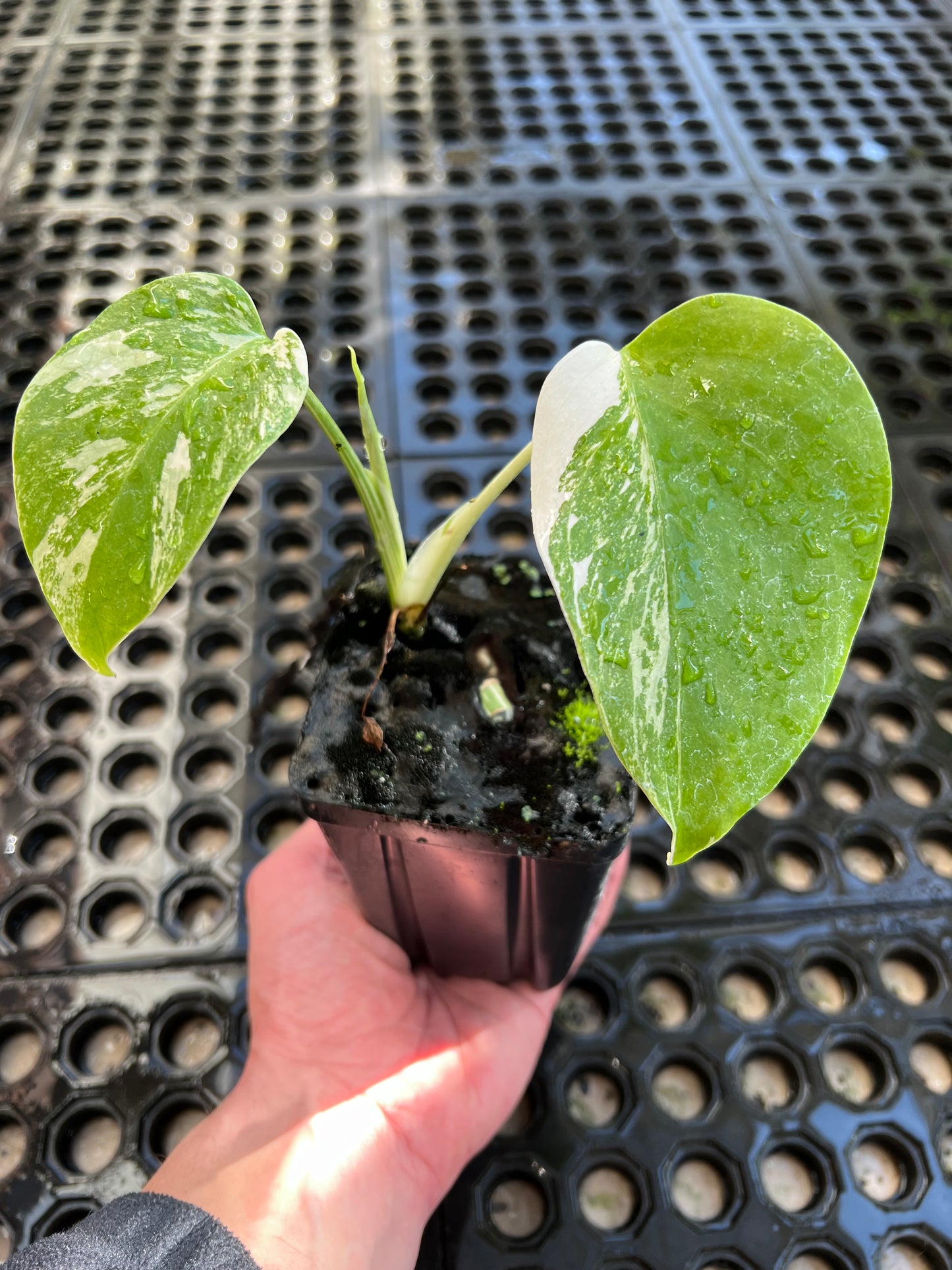 Monstera deliciosa var. borsigiana albo-variegata