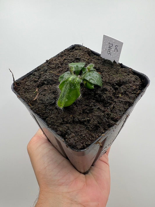 Cephalotus follicularis “UC Davis”