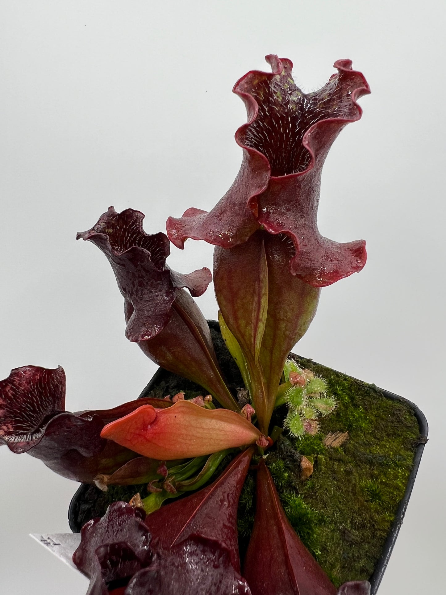 Sarracenia purpurea ssp. venosa (Brunswick Co, NC x Carteret Co, NC)  - Seed Grown #1