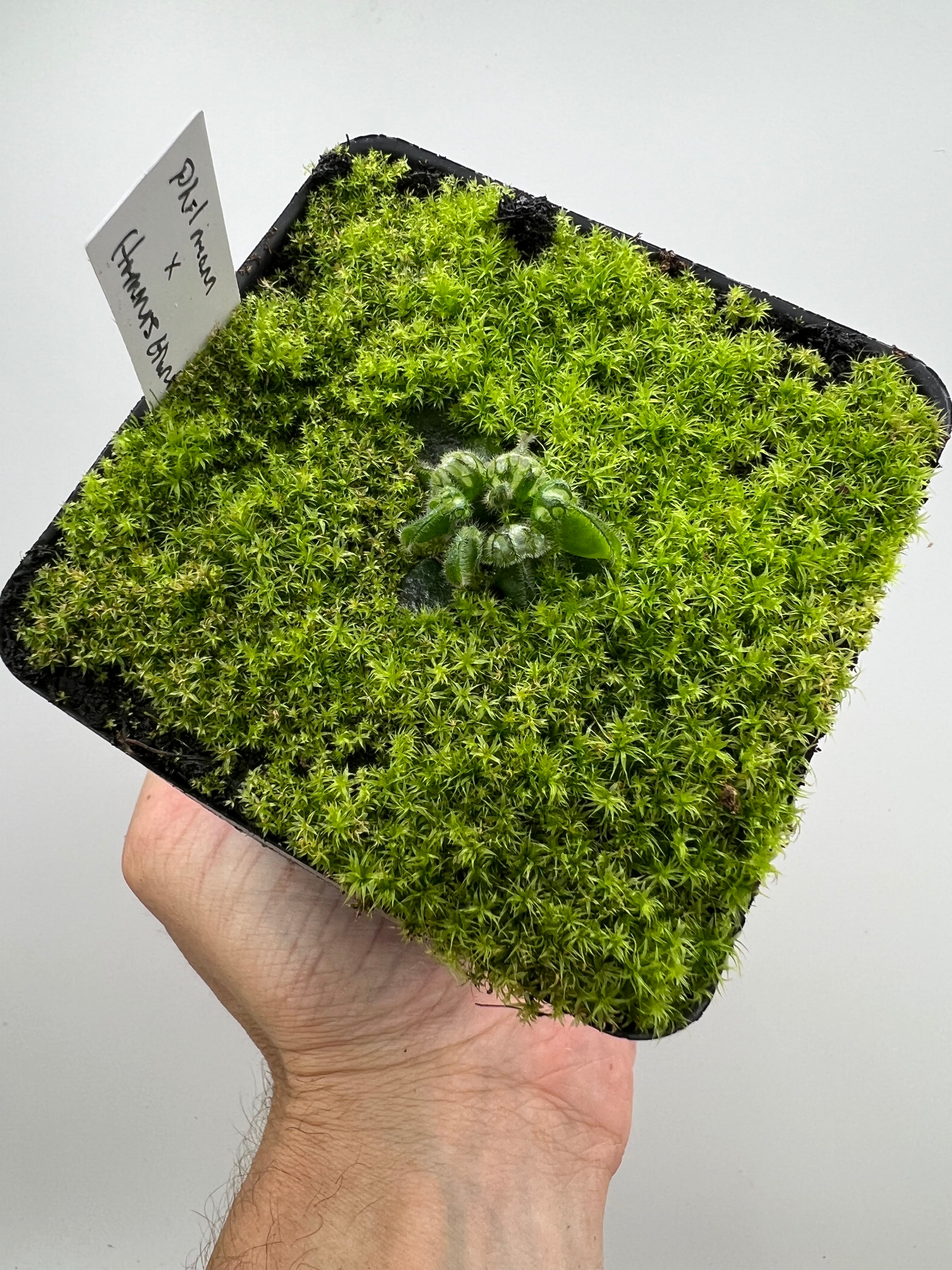 cephlotus Hummer'sGiant BCP 選別No.1 Cephalotus follicularis “Phil Mann” x “Hummers Giant