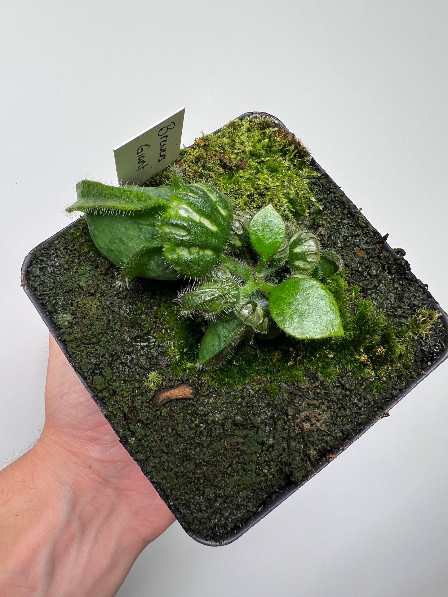 Cephalotus follicularis “Brewers Giant”