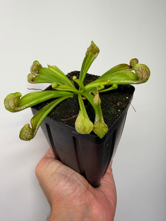 Sarracenia psittacina - “Turkey Hen Creek” - Seed Grown (2)