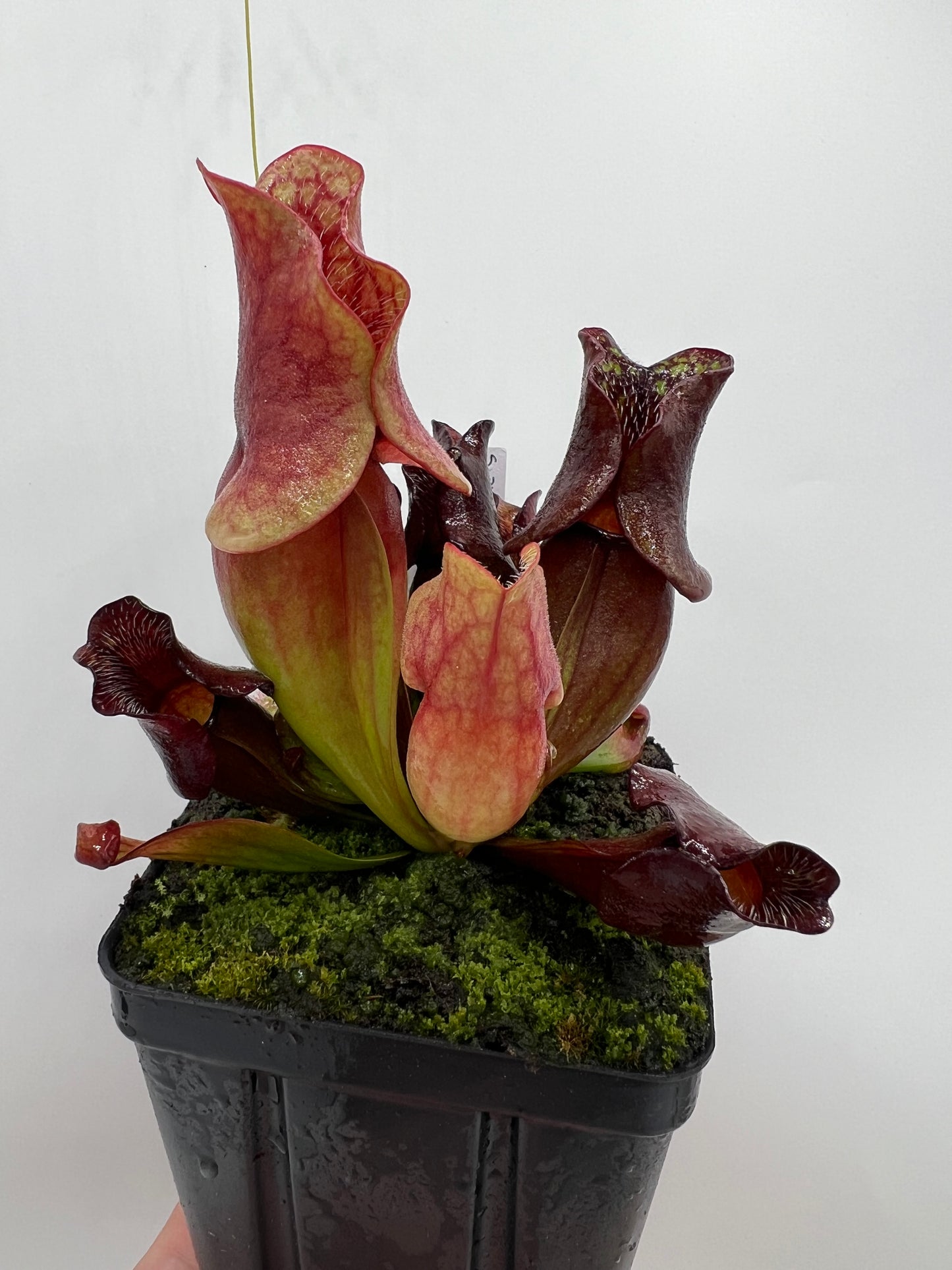 Sarracenia purpurea ssp. venosa (Brunswick Co, NC x Carteret Co, NC)  - Seed Grown #2