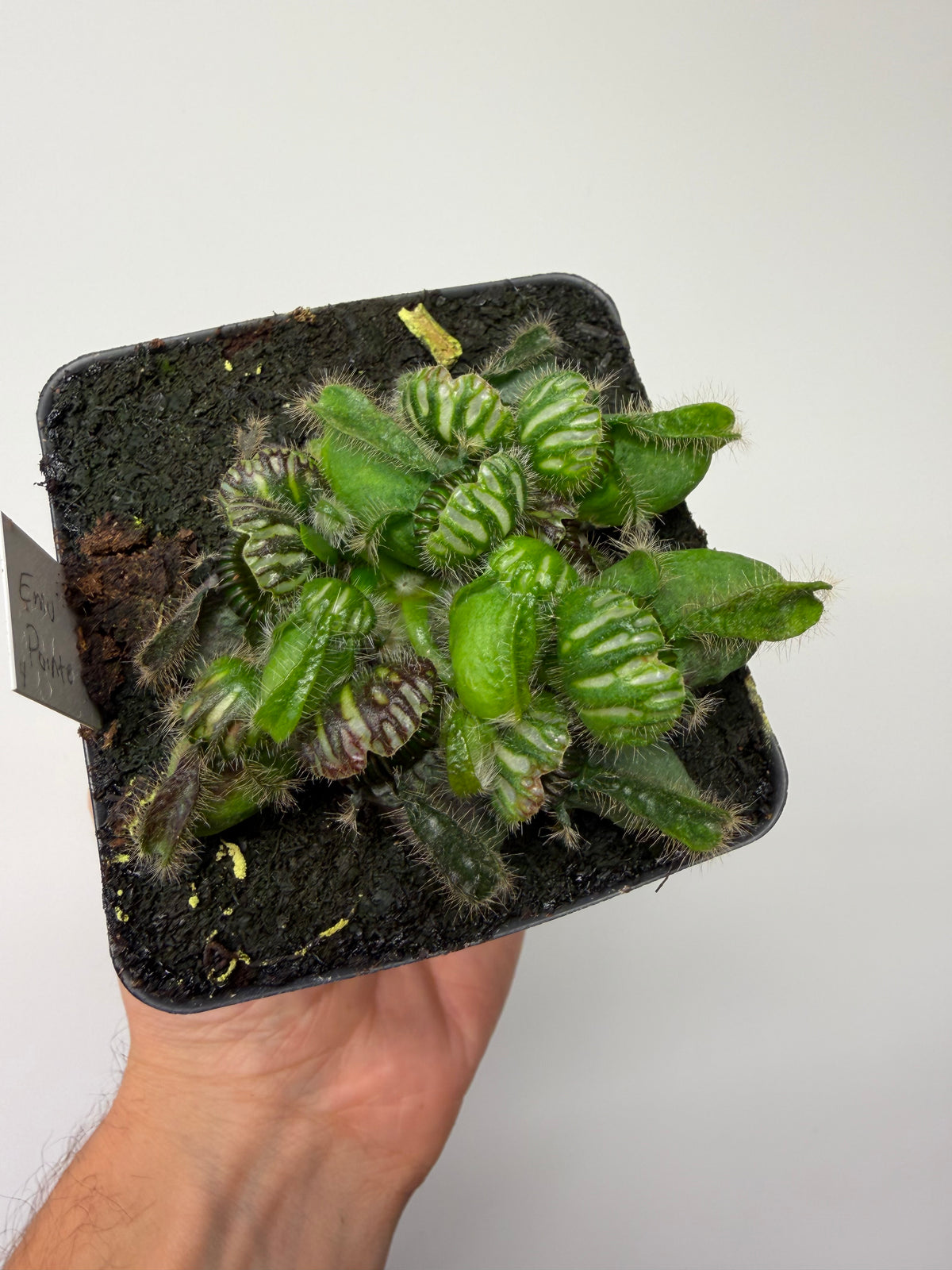 Cephalotus follicularis “Emu Pointe” #4