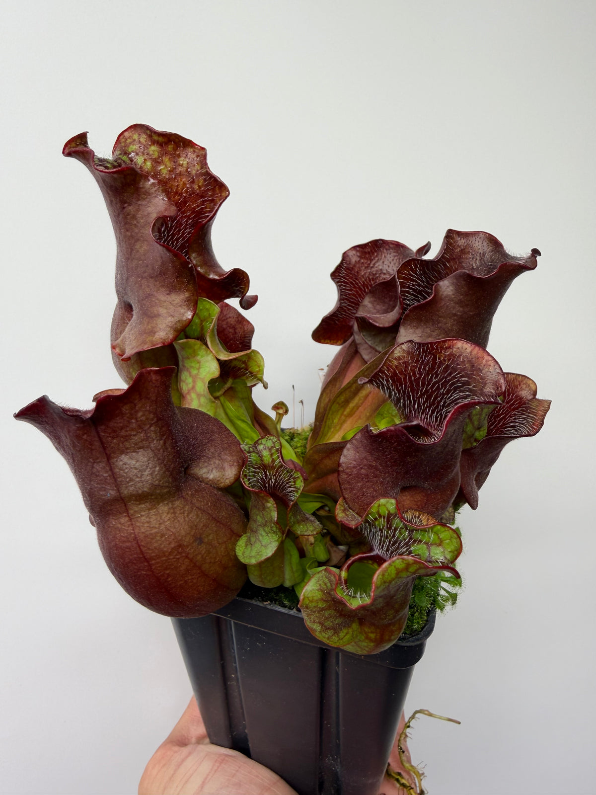 Sarracenia purpurea ssp. venosa (Brunswick Co, NC x Carteret Co, NC)  - Seed Grown #10